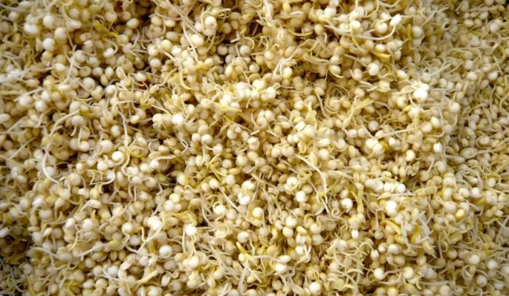   6 Benefits of Sprouting Quinoa